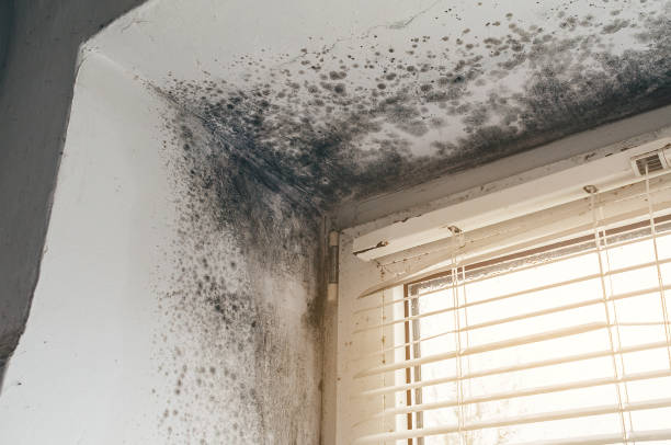 Affordable Mold Removal solutions in Westwood, NJ